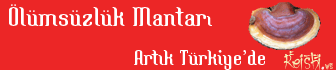Kırmızı Reishi Türkiye de