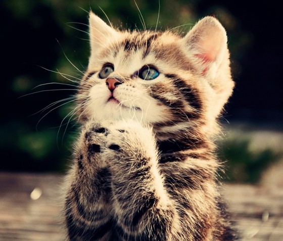 Kitten Praying_3