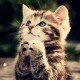 Kitten Praying_3